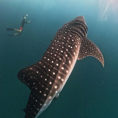 Готель Dhigurah Dhonveli Boutique Екстер'єр фото